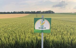 A Basilio mellett a takarmányborsó jelentheti a kiutat az alföldi gazdának