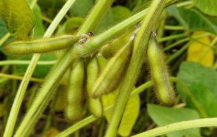 A jövedelmezőség záloga a termésstabilitás, aminek az első és legfontosabb eleme a fajta