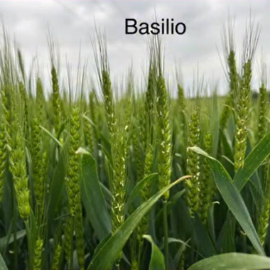 2024-2025 Őszi kalászos fajtasor és technológiai bemutató Sombereken képekben