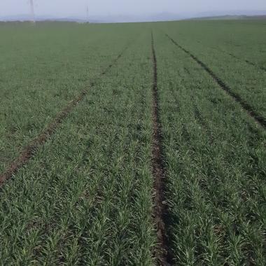 Tavaszi tápanyagutánpótlás - N-Tester™ használata a kísérleteinkben 2020.03.27.