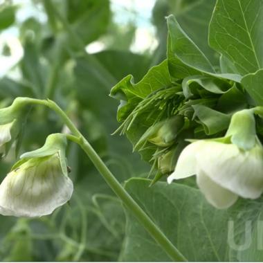 A hazai nemesítéssel a termelés eredményességén dolgozik az Isterra - UMM