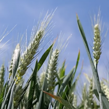 Mennyit ér a jó vetésidő? Akár 3,5 t-t! - Agroinform